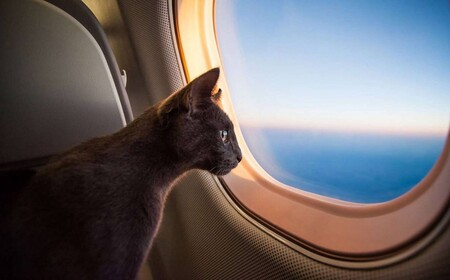 Кошка в самолете. Все нюансы