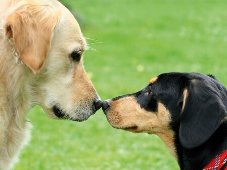 Возможно ли заражение собак глистами друг от друга?
