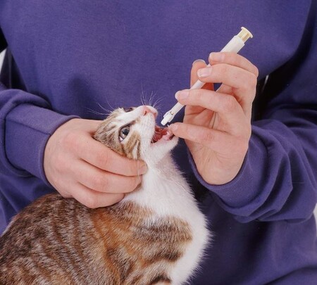 Как заставить кошку принять лекарство?